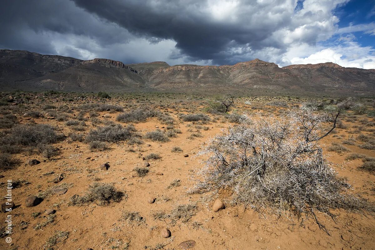 Пустыня кызылкум горы. Пески кызылкум. Пустыня кызылкум азия. Монголия. Зоны пустыни-полупустыни в евразии.