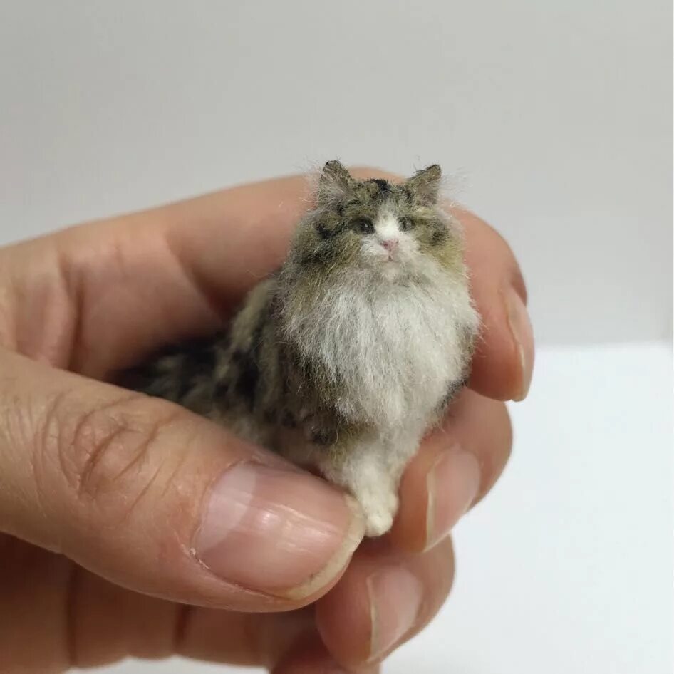 Котики микро картинки. Микро котята спти. Micro cat. Енот сухое валяние. Нормальная кошка.