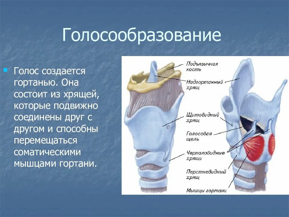 Функции гортани в дыхательной системе. Аппарат голосообразования анатомия. механизм голосообразования анатомия. функции дыхательной системы голосообразование. гортань орган голосообразования.