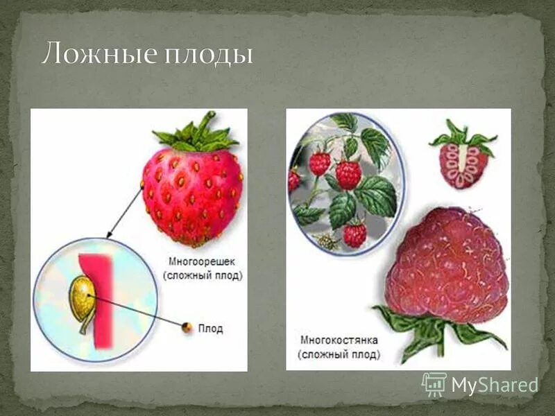 Плод с ботанической точки зрения является. Характеристика орехоплодных. Плод гранатина строение. Арбуз это ягода или тыквина или фрукт. Псевдомонокарпиц плод.