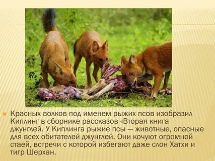 Красный волк сообщение 2 класс