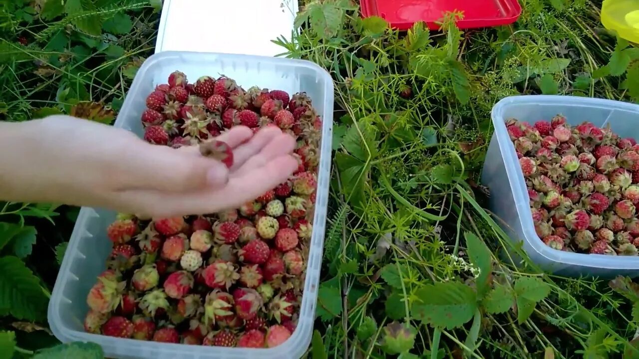 Лесная земляника в саду. Земляника вкус детства. Земляника Лесная собирают. Приспособление для сбора земляники Лесной.