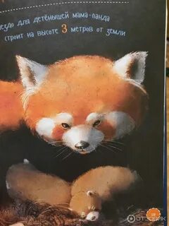 Панда книга