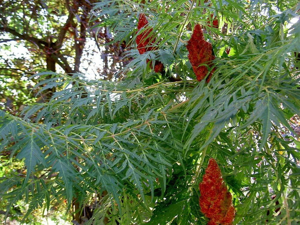 Сумах оленерогий Rhus typhina. Сумах оленерогий уксусное дерево. Сумах гладкий Лациниата. Сумах оленерогий dissecta. Деревья купить алматы