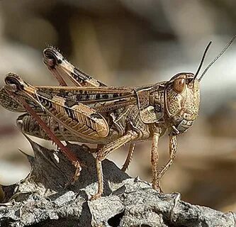 Жас анасы мен ұлымен порно