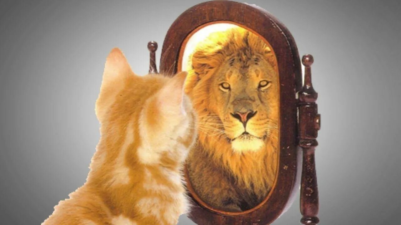 Кот лев. Лев в зеркале. Кот в зеркале Лев. Кошка в зеркале Лев. Котенок в зеркале Лев.