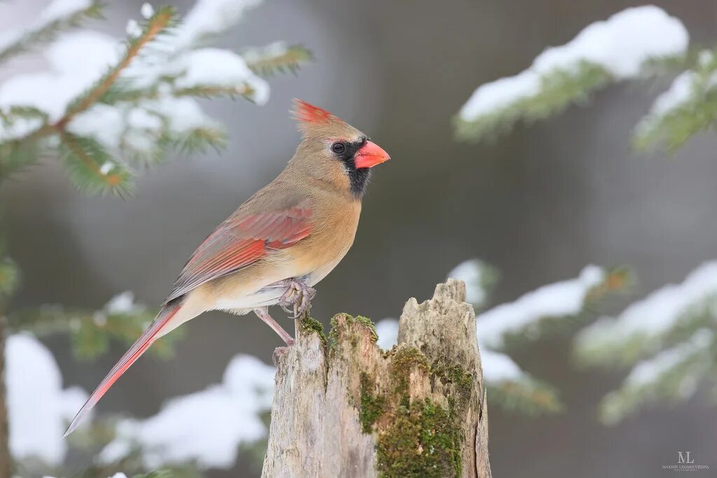 Cardinal on Branch - Canvas Print . This photograph of a red male cardinal captu