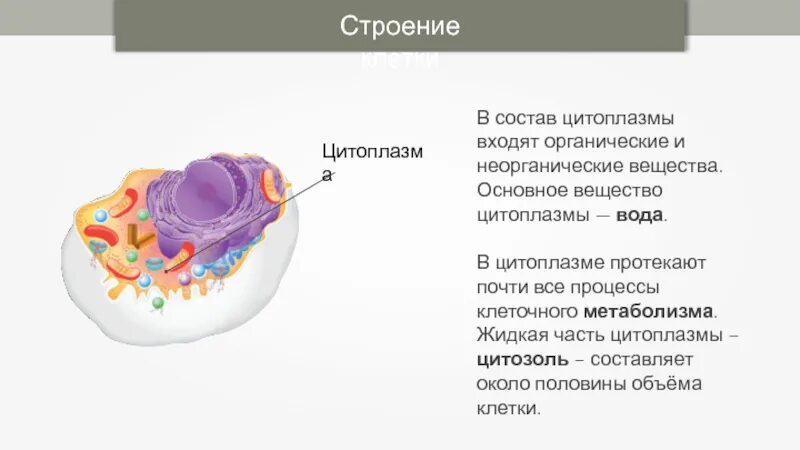 Первые клетки органические. Цитоплазма рисунок строение функции. Структура цитоплазмы клетки. Структура клетки цитоплазма строение функции. Строение цитоплазмы клетки.