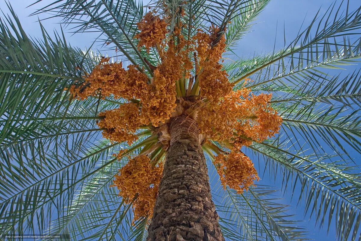 Финиковая пальма где растет природная зона. Финиковая Пальма (финик пальчатый). Финиковая Пальма Суккари. Финиковые пальмы в Египте. Финиковая Пальма с финиками.