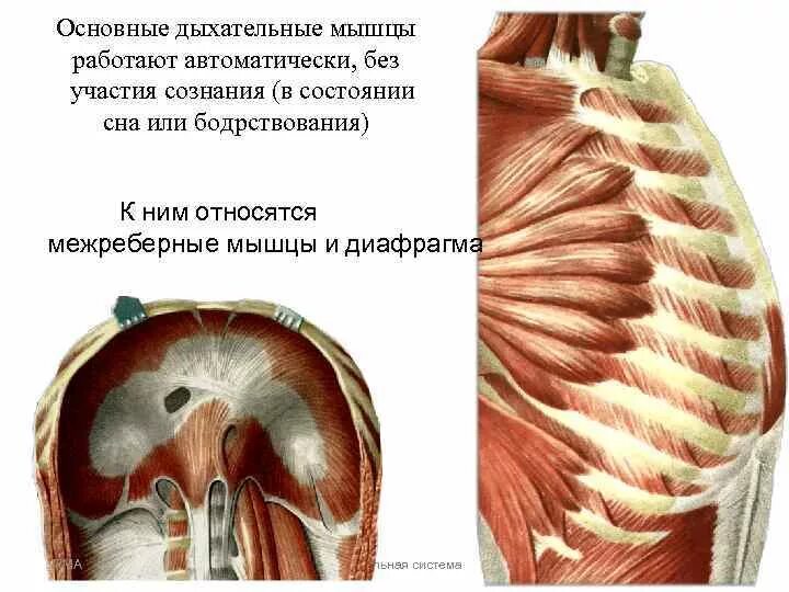 Мышечная система диафрагма. Мышцы вдоха и выдоха основные и вспомогательные. Межреберные мышцы и диафрагма. Основные дыхательные мышцы. Основные и вспомогательные дыхательные мышцы.