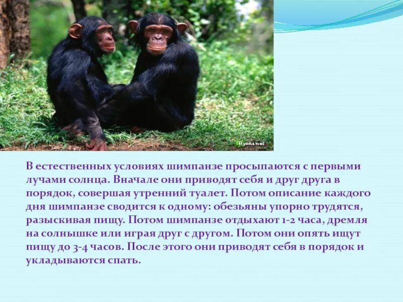 Шимпанзе описание. Шимпанзе рост и вес. Предложение со словом шимпанзе. Средний рост шимпанзе. Шимпанзе подобрать прилагательное