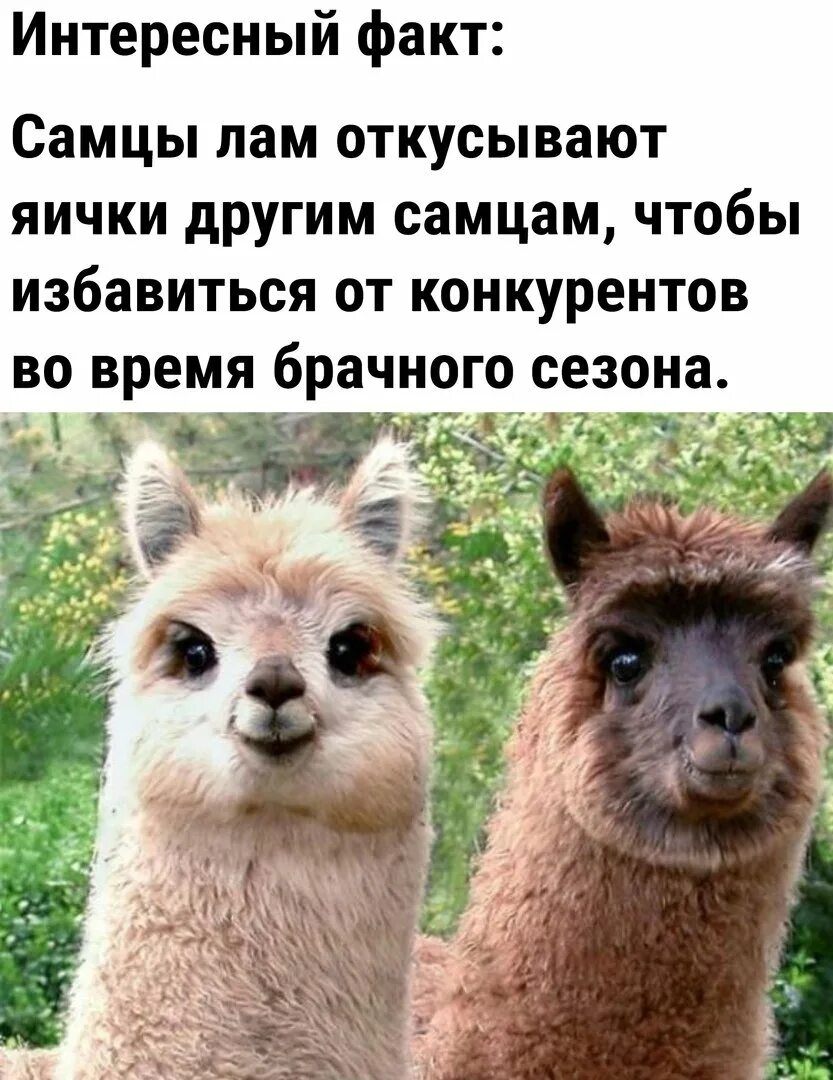 Почему лама. Лама и альпака. ламы откусывают. альпака смешная. ламы смешные.