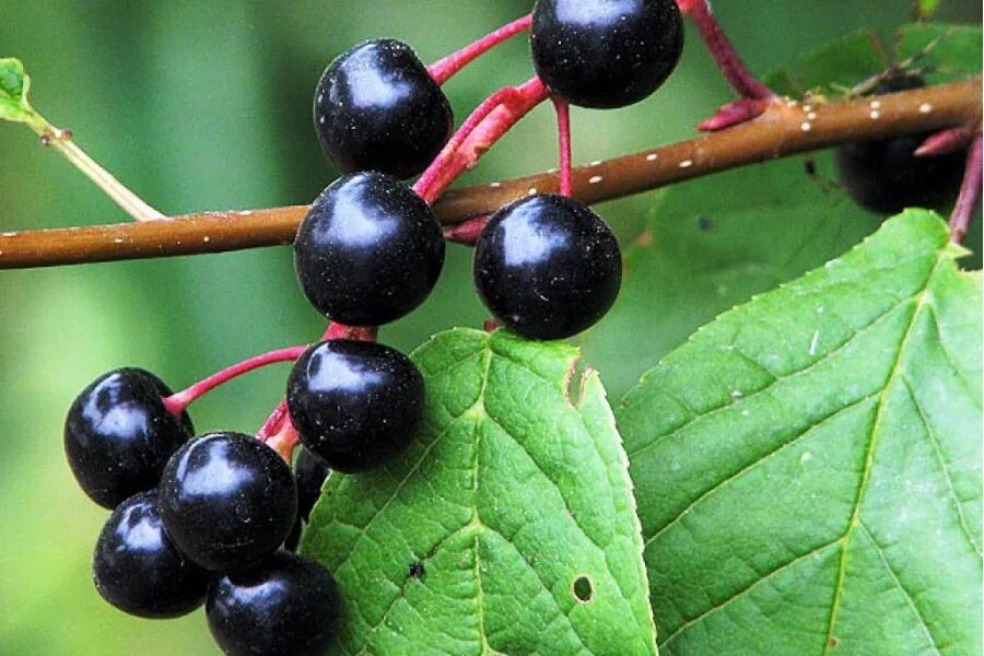 Черная ягода на кустах - CoffeePapa.ru