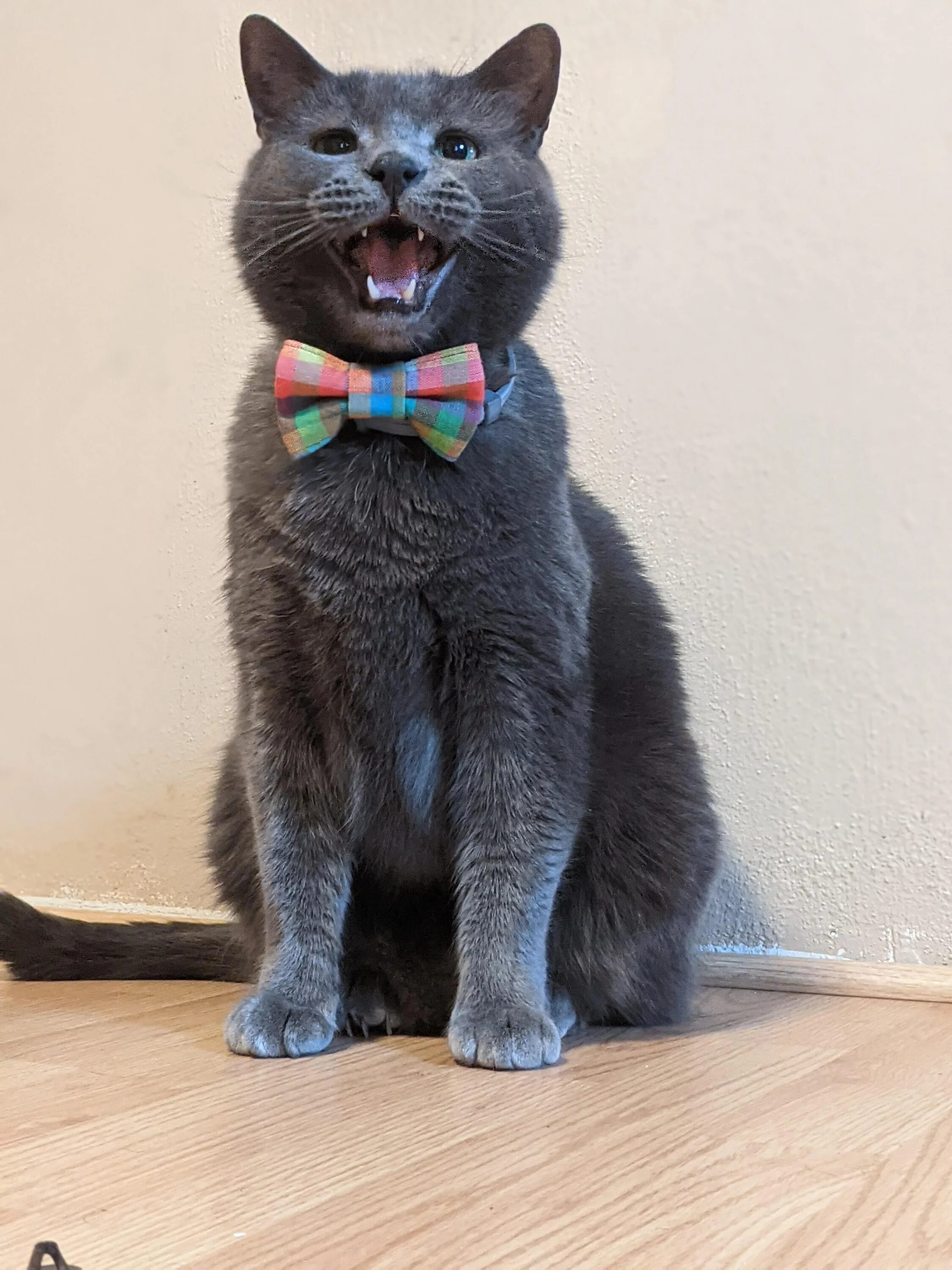 Кот со. Кот мяукает. интересные коты. кот с челкой мяукает. кот со слабоумием.