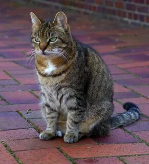 Фото кота простое