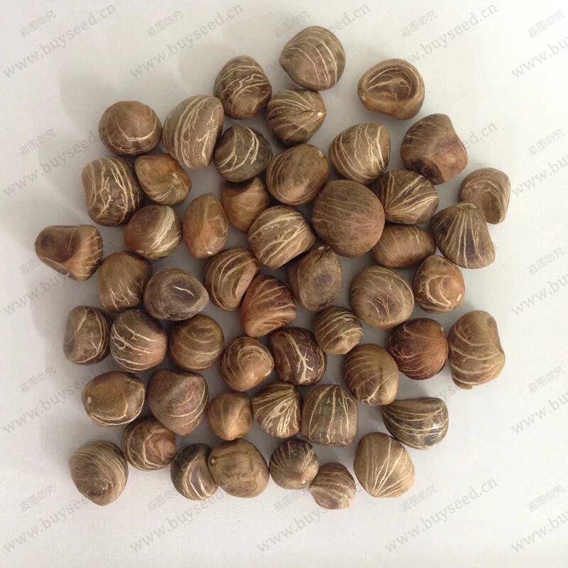 семена денежного дерева. семена толстянки. как выглядят семена денежного дерева. семена денежных цветов. Rust room семена денежного дерева.