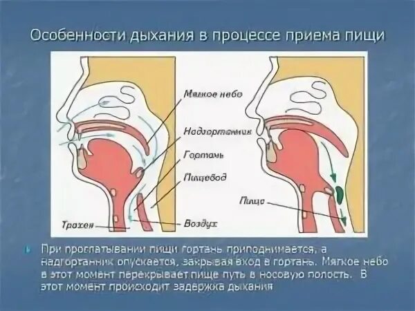 Перехватывает дыхание в горле причины