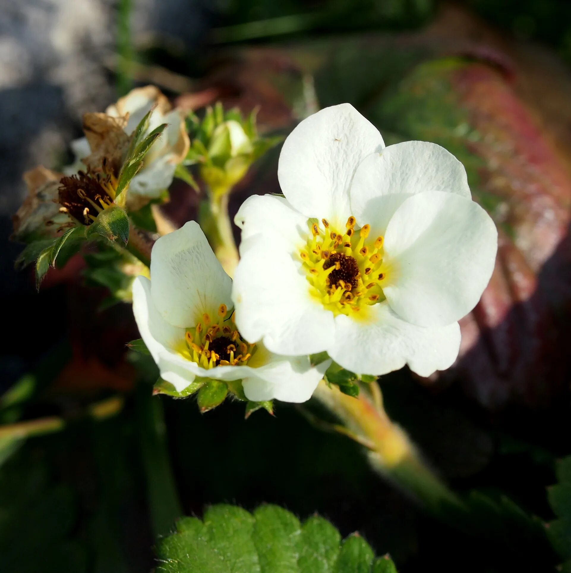 Strawberry flowers