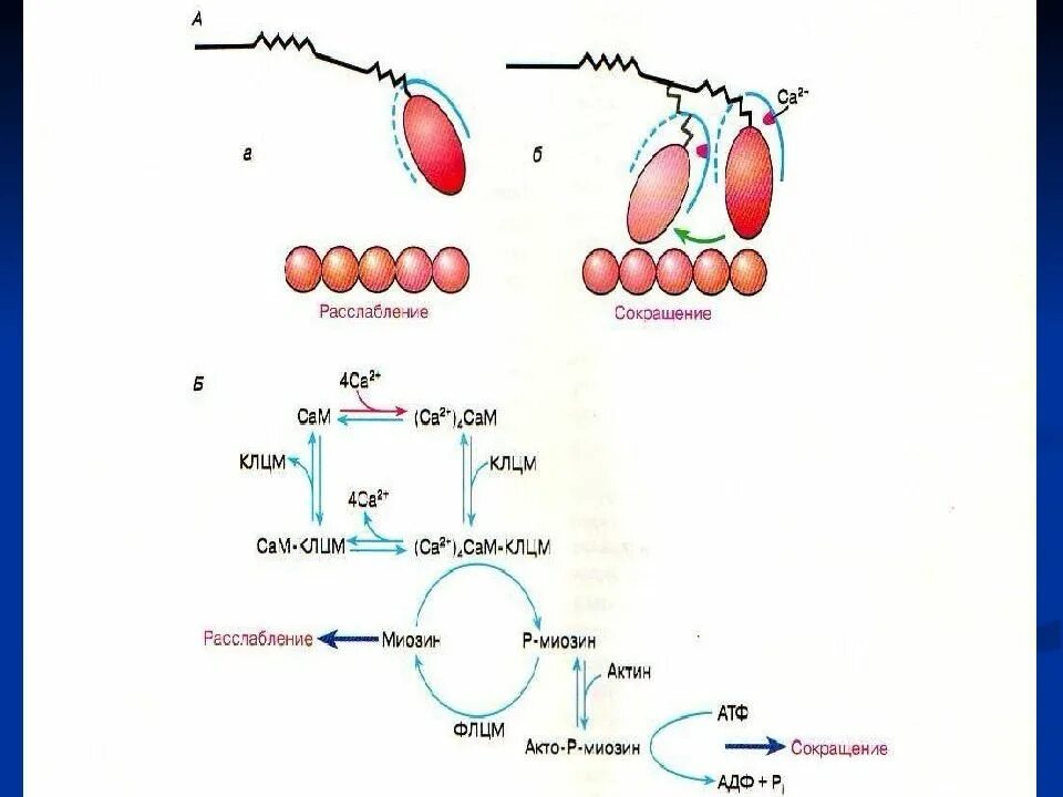 Биохимия мышечная. Механизм расслабления мышц биохимия. Схема мышечного сокращения биохимия. Схема сокращения мышц в биохимии. Биохимия мышц и мышечного сокращения биохимия.