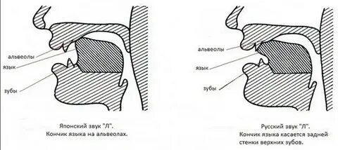 Полость касаться