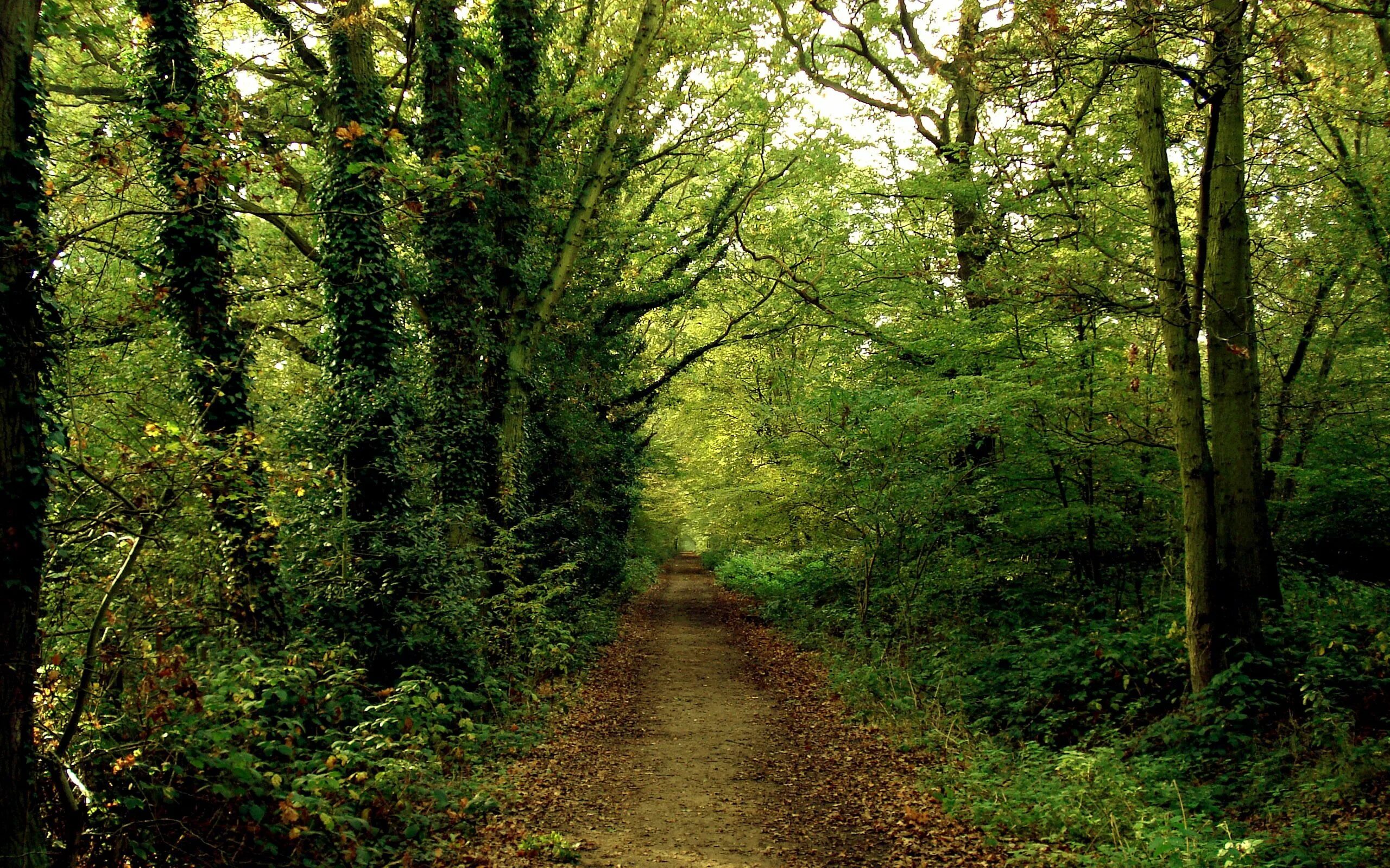 Forest paths