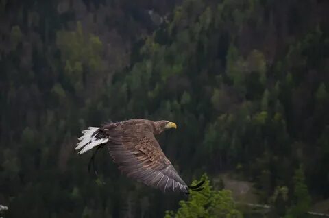 Диких животных орел