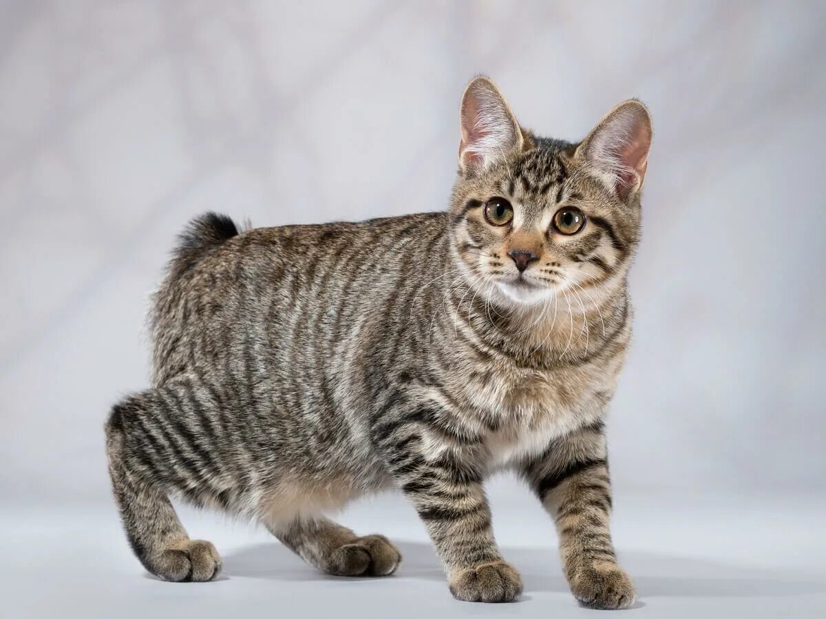 American bobtail. Американский бобтейл короткошёрстный. Бобтейл кошка. Карельский бобтейл короткошерстный. Американский бобтейл длинношёрстный.