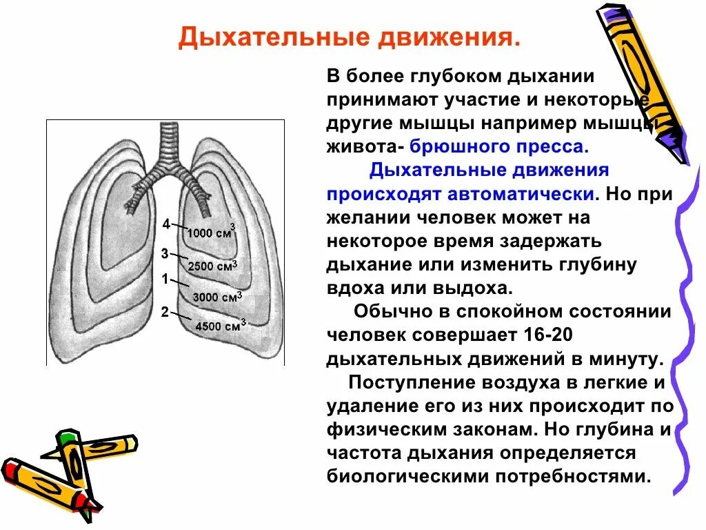 Центр произвольных дыхательных движений. Дыхательные движения 8 класс биология. Дыхательные движения 8 класс биология модель Дондерса. Дыхательные движения регуляция дыхания 8 класс биология. Дыхательные движения регуляция дыхания 8 класс.