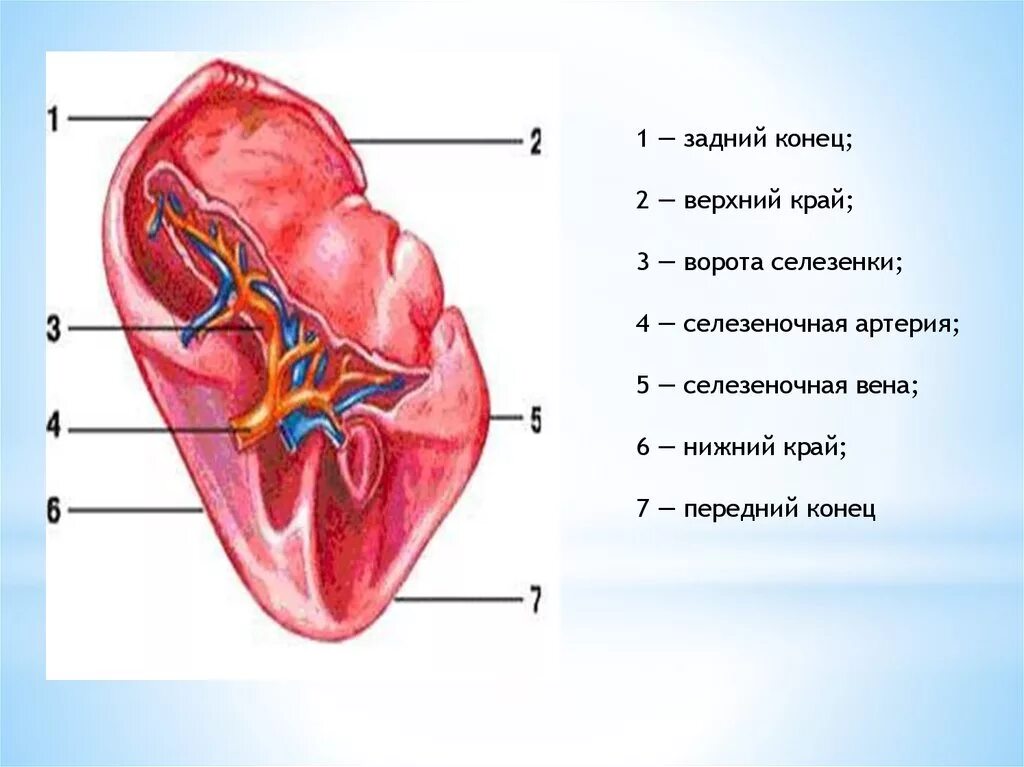 Строение селезенки анатомия. Внешнее строение селезенки. Внутреннее строение селезенки. Строение селезенки животных.