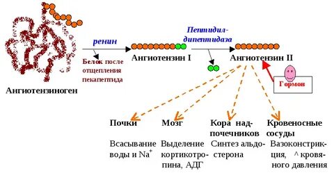 Почки вырабатывают гормон