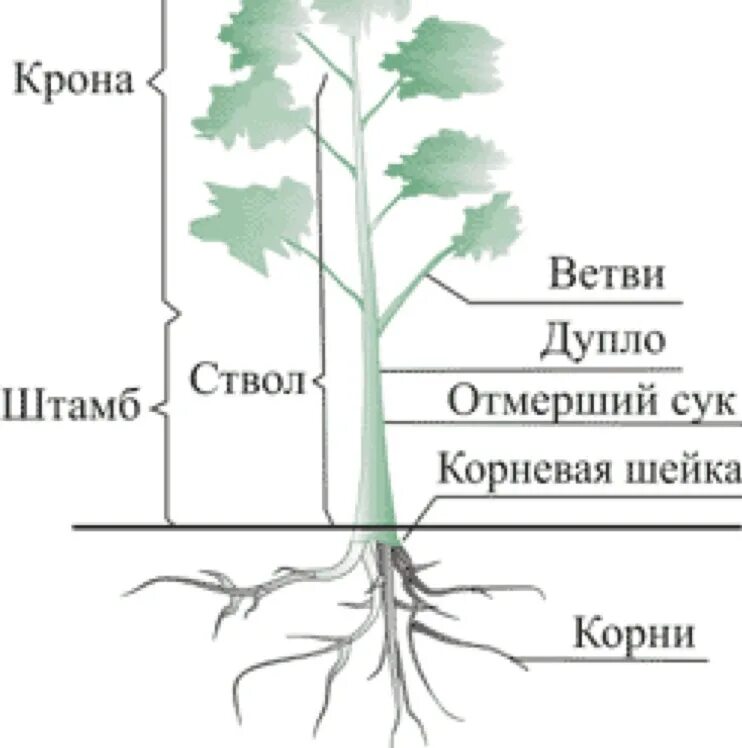 Березовый какой корень