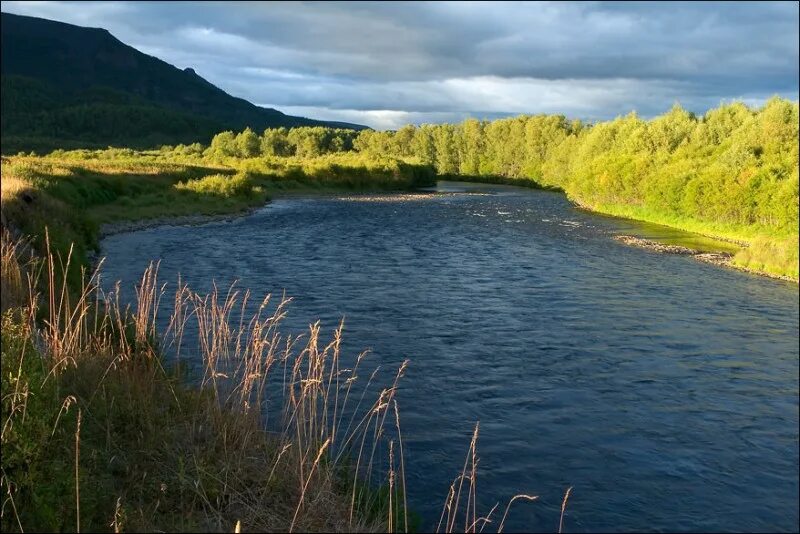 растения реки мологи. ока клязьма волга. у волги быстрое течение. сообщение о волге. какое течение реки волги быстрое или медленное.