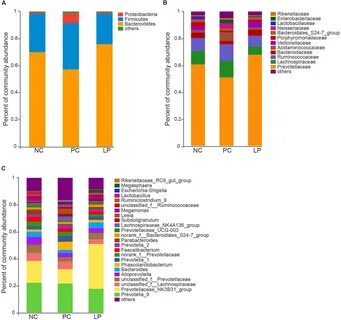 Lactobacillus spp у мужчин