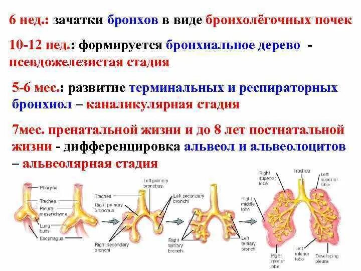 Стадии развития легких. Этапы развития органов дыхания. Источники развития дыхательной системы. Эмбриональные источники развития дыхательной системы. Эмбриогенез дыхательной системы человека.