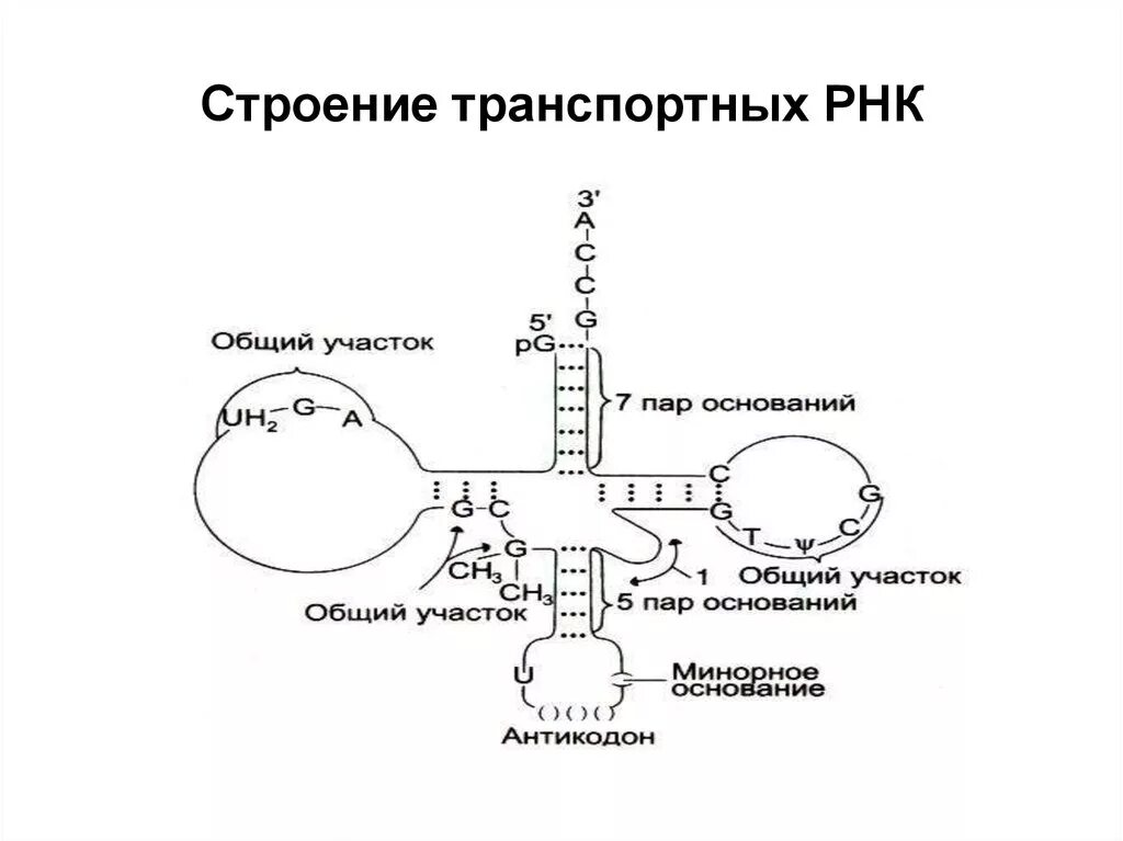 Соединение трнк с аминокислотой. Строение ТРНК схема. Строение транспортной РНК. Строение транспортной РНК биохимия. Структура транспортной РНК.