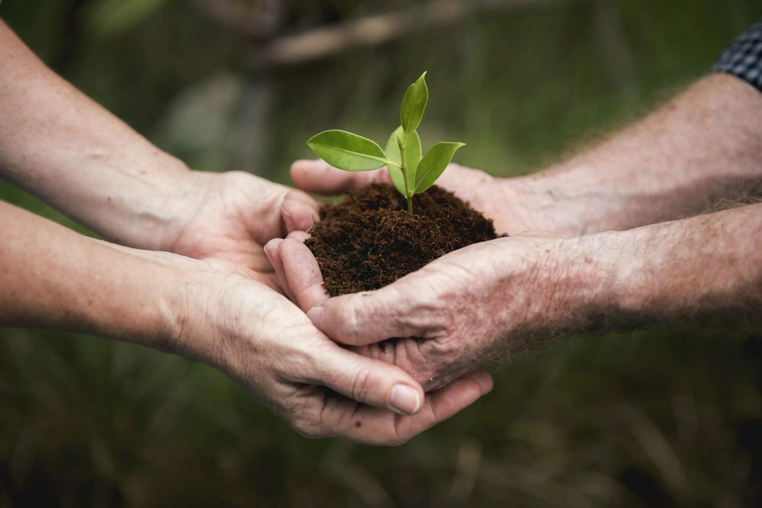 Ecology and people. Растение в руках. Экология растений. Растение в ладонях. Экология почвы.