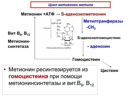Цикл атф
