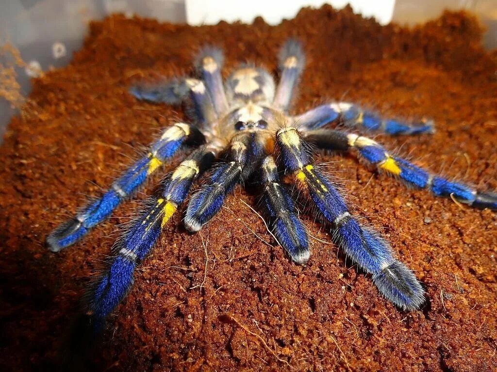 Первый паук. Паук птицеед poecilotheria. птицеед poecilotheria metallica. пецилотерия металлика. синий птицеед poecilotheria metallica.