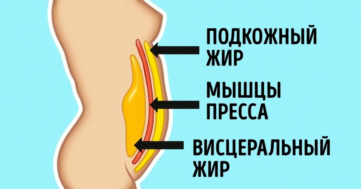 Откуда жир. Подкожный и висцеральный жир. на животе жир висцеральный жир.