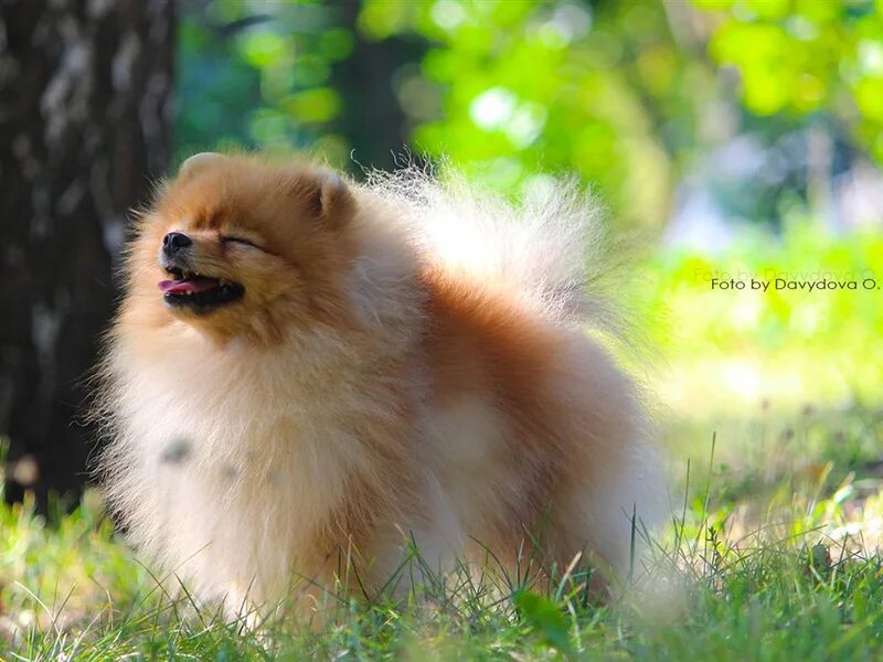 шпиц кутенок девочка 6 универсал. ркф шпиц померанский. шпиц наргиз ркф 4882194. померанский шпиц маффин. ркф шпиц померанский.