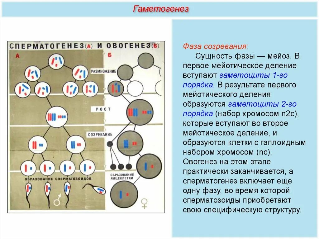 Гаметогенез биология 10 класс. Фаза созревания гаметогенеза. Гаметогенез у животных таблица 10 класс. Гаметогенез и оплодотворение.