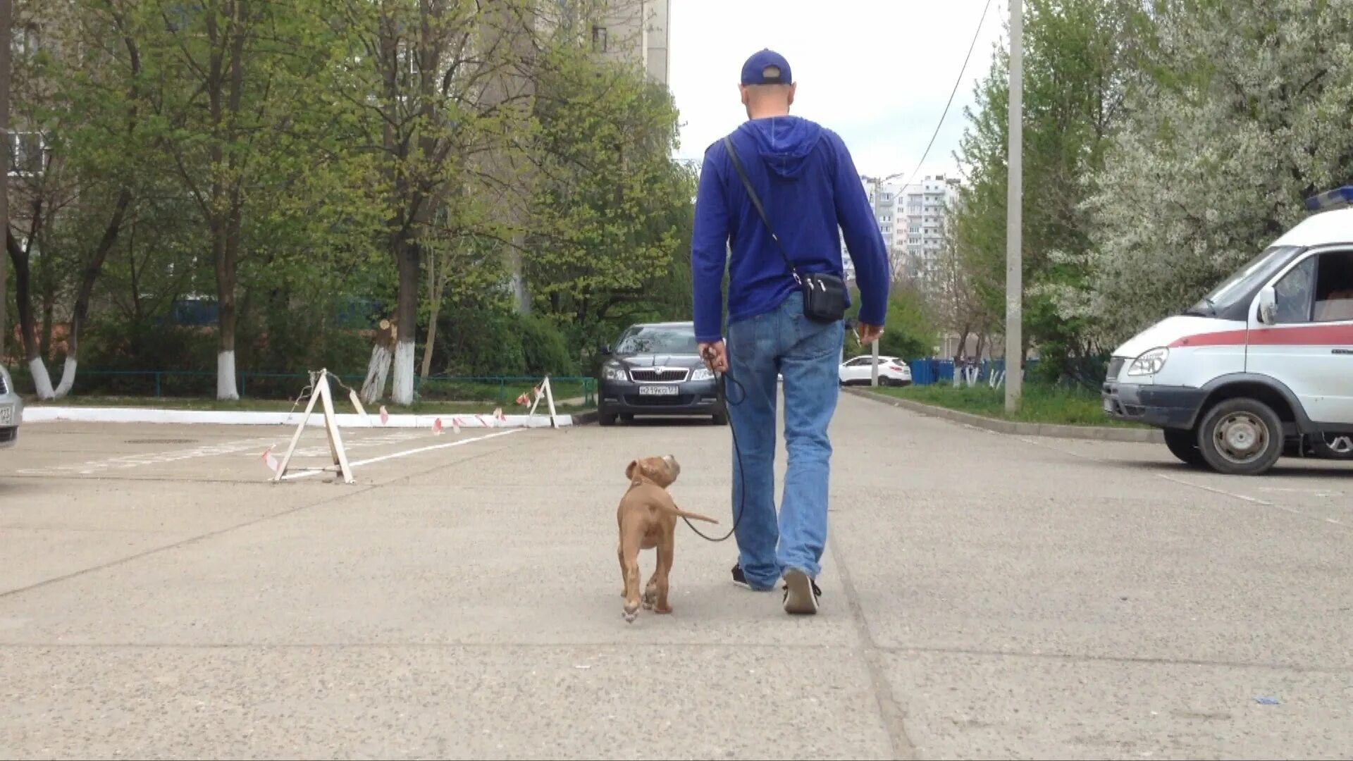дрессировщик антуан наджарян. немецкая овчарка зкс. антуан наджарян. ануан хазарян дрессировка собак. антуан наджарян и итон.