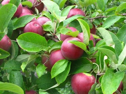 Apple farm