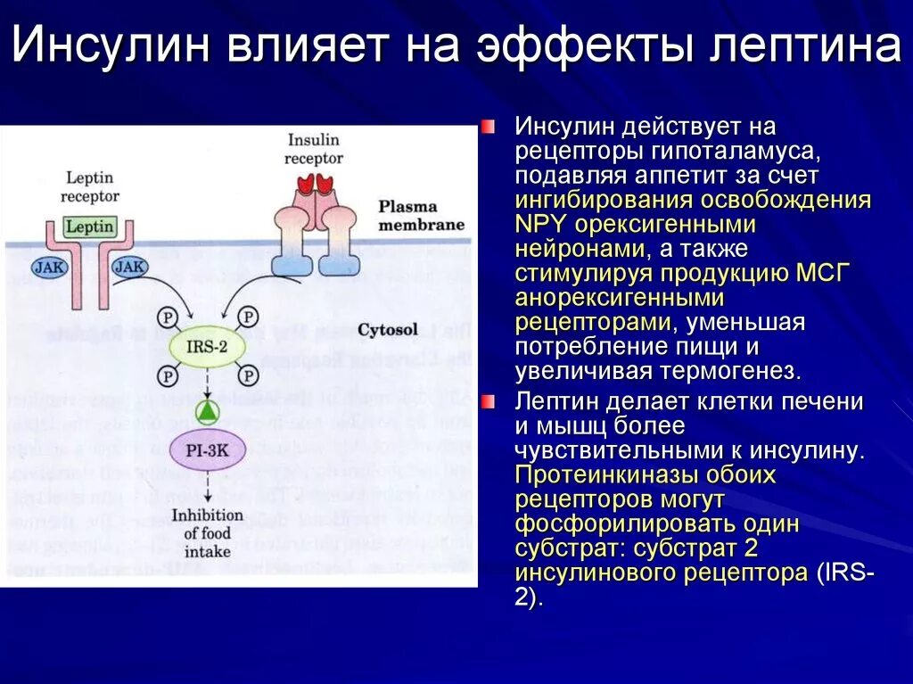 Инсулин оказывает влияние на. Рецептор лептина. влияние инсулина на аппетит. на что действует инсулин. инсулин воздействие на организм.