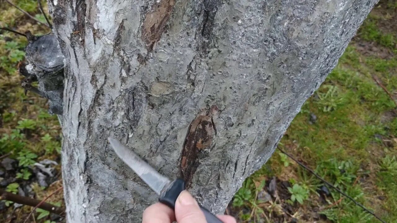 Извлекает из трещин коры различных насекомых. Морозобоины коры плодовых деревьев. бороздование коры яблони. морозобоины на яблонях.