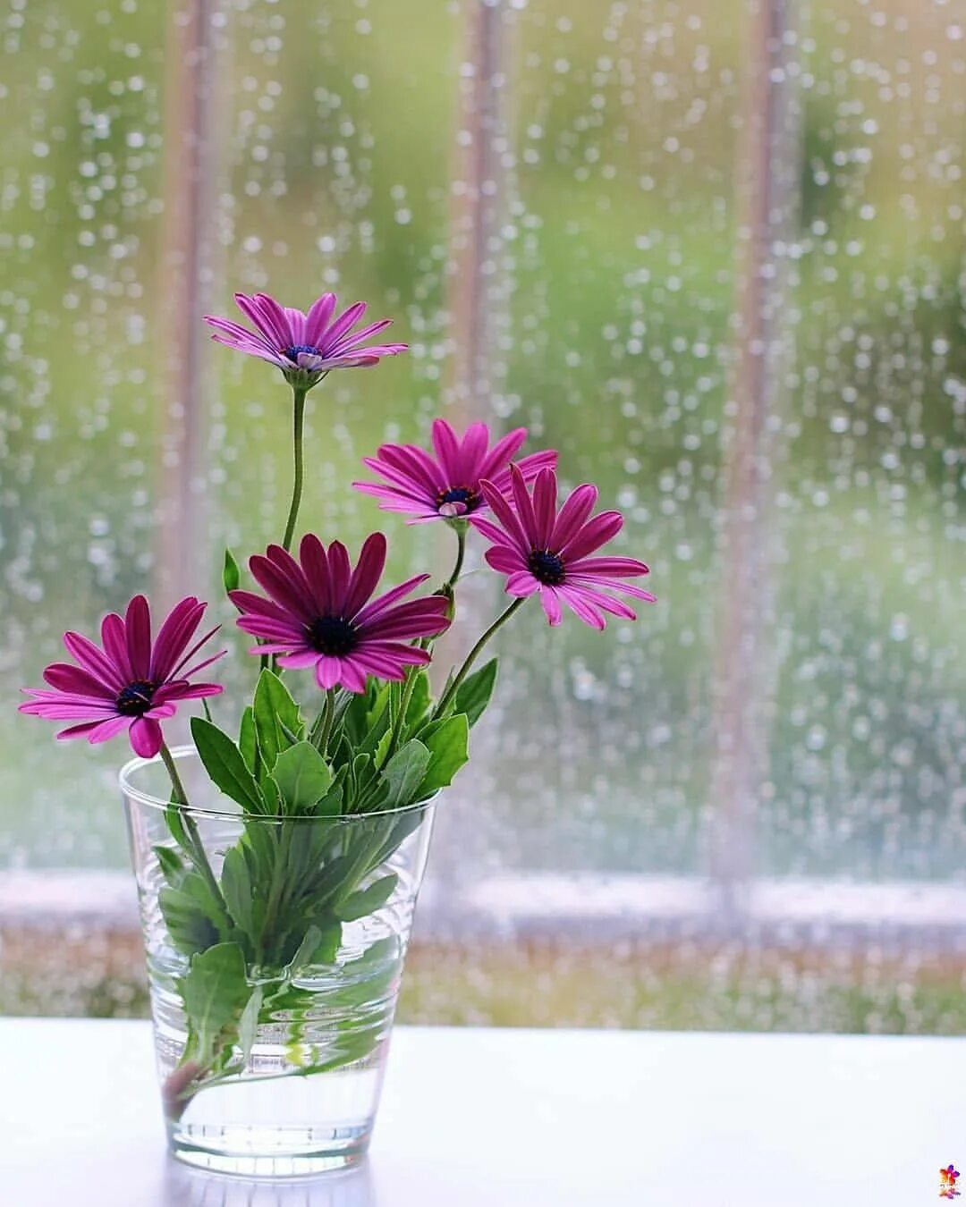 Доброе утро в дождливую погоду. Доброе дождливое утро. Цветы на дождливом окне. Доброе утро дождь. Доброе дождливое летнее утро.