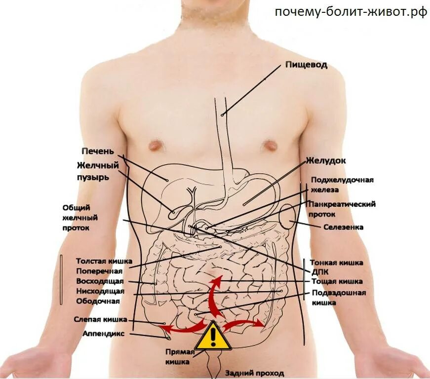 Болит справа сбоку внизу. Болит с правой стороны под ребрами спереди. Болит левый бок. Боль в левом боку. Тянет низ живота у мужчины причины