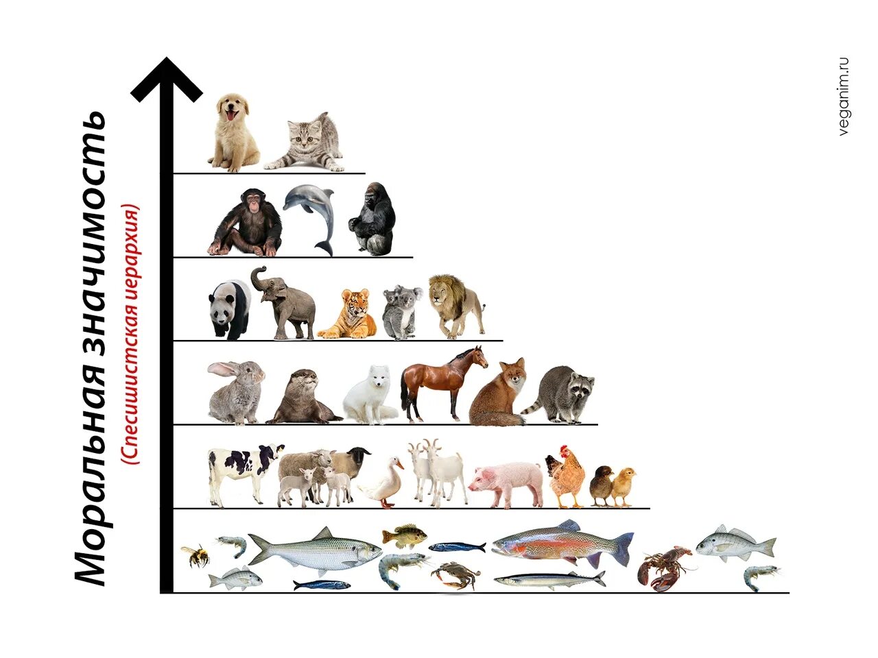 Представление ученых зверей. Иерархия животных. Спесишизм. Животные с сложной иерархией. Виды иерархии у животных.