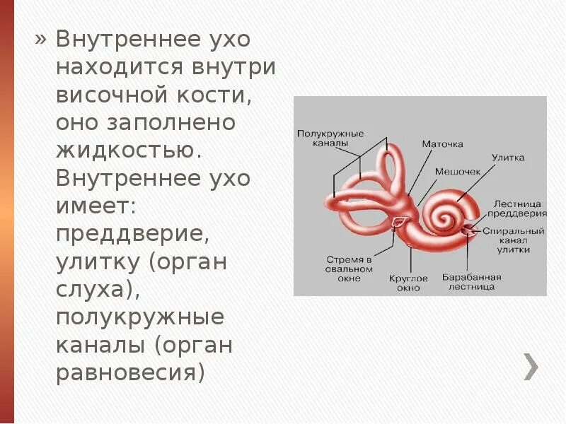 Внутреннее ухо заполнено воздухом. Жидкость внутреннего уха функции. Внутреннее ухо. Внутреннее ухо заполнено. Внутреннее ухо имеет.