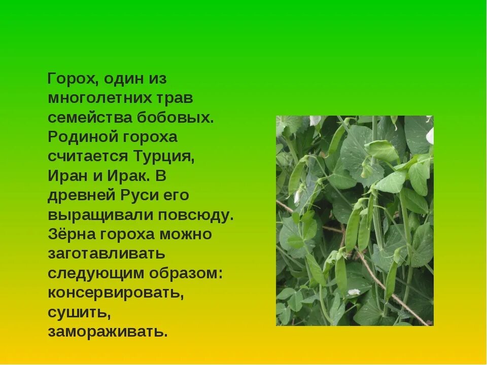 Рассказ о горохе. Сообщение о горохе. Доклад про горох. Научный рассказ про горох. Горох биология 6 класс